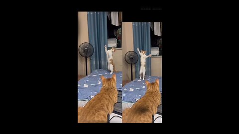 Cute cat 🐱 funny dance