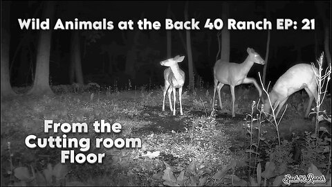 Wild Animals at the Back 40 Ranch EP: 21