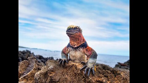 angry marine iguana 🦎 😠 largest lizard on earth