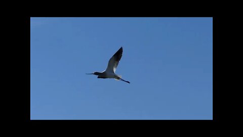 Shorebirds and Water Birds from North Dakota