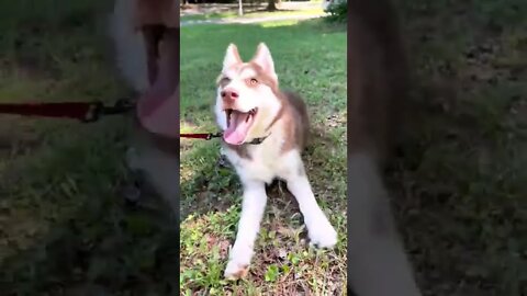 Chicken Wing Chicken Wing #husky #huskypuppy #huskies #puppy #puppies #siberianhusky #huskylovers