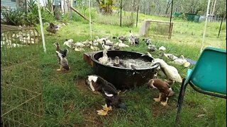 Muscovy cross ducklings having a swim 4th January 2022