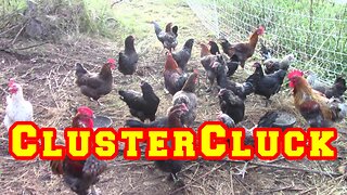 Front Yard Flock Expansion | Chicken TV | homestead, raw land, shed to house, chicken breeding