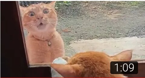 Video lucu kucing meong meong marah