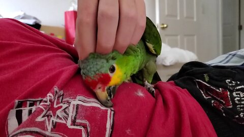 Gus the 45 year old Red Lored Amazon parrot, getting snuggles.