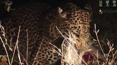 Male Leopard Catches, Eats Warthog, Hyena Tries To Take Warthog