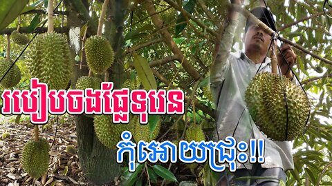 របៀបចងផ្លែទុរេនកុំអោយជ្រុះ - How to tie durian fruit to prevent it from falling [FULL VIDEO]