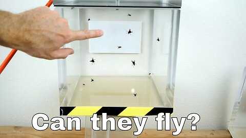 Can Flies Actually Fly in a Vacuum Chamber?