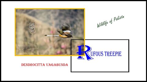 Birds in the wild | Rufous Treepie | Takka Chor #Rufous #Treepie #Crow-Family #Wildlife