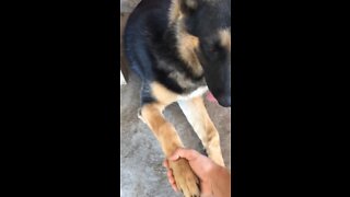 German Shepard Doing Handshake