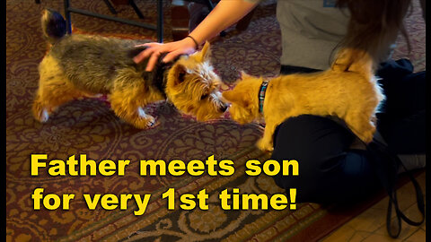 Excited dog meets his son for the very first time