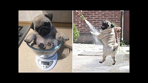 Funny and Cute Pug Puppy Videos That Will Change Your Mood For Good in 2023