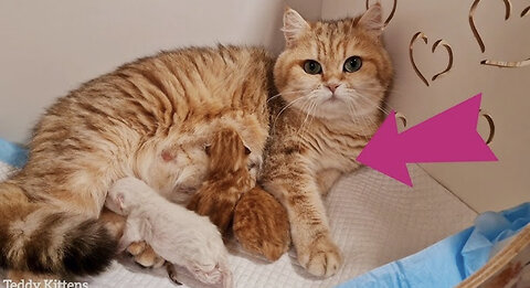 Today Ophelia Gave Birth to three sweet Babies 🥹🥰 (june 19, 2023)