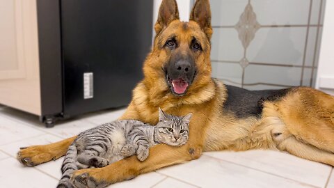 The German Shepherd is the Best Friend for Cats