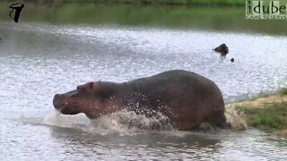 Hippo Runs Into The Water