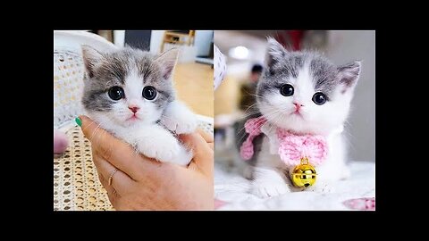 Baby Cats - Cute and Funny Cat Videos Compilation 2023