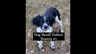 Is your dog failing recall?