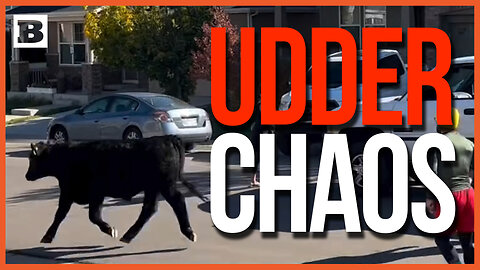 UDDER CHAOS! Deputies Capture Runaway Cow Hoofin' It to Freedom