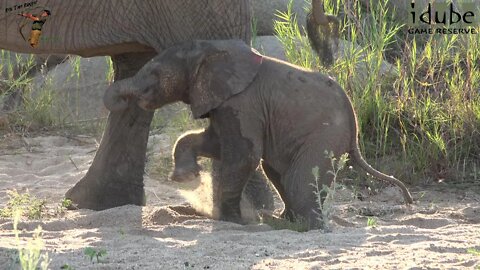 African Elephants: Tiny Calves In The Herd