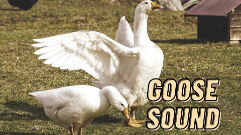 Goose Sound Effect Video By Kingdom Of Awais