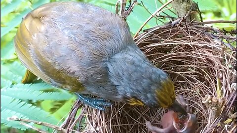 Mother bird takes good care of her chicks