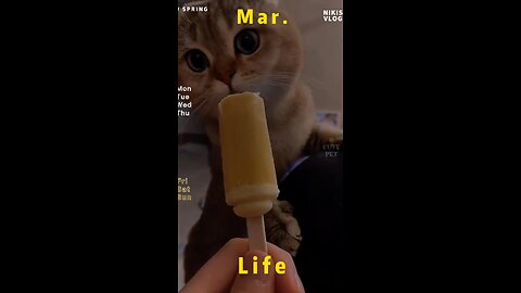 #catsoftiktok #catslovers #catsvideo #funny #fyp #foryou #fypシ