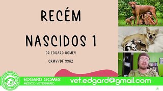 Cuidados com os filhotes recém nascidos [1] | Semana Especial Dia das Mães | Dr Edgard Gomes