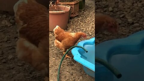 Sweet little hen drinks from little pool.