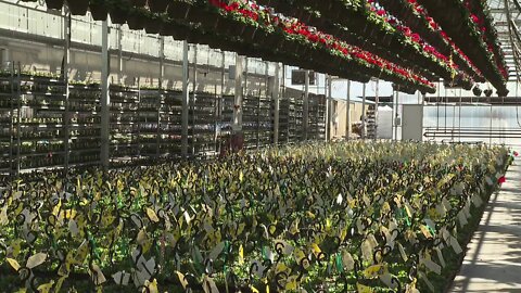 Moss Greenhouses