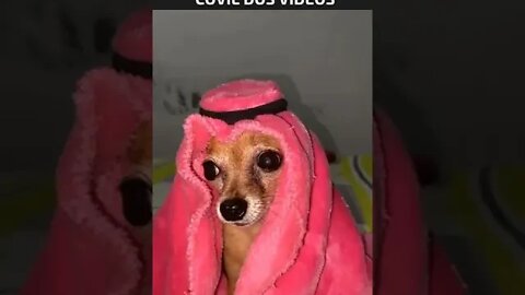 o cachorro mais rico de todos