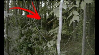 You see BIGFOOT in the forest. What do you do? This scary story will help answer the nightmare.