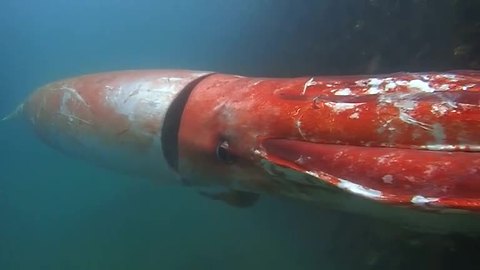 Giant squid drops by Japanese marina for Christmas