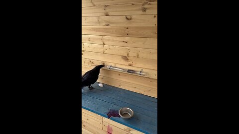 very intelligent crow