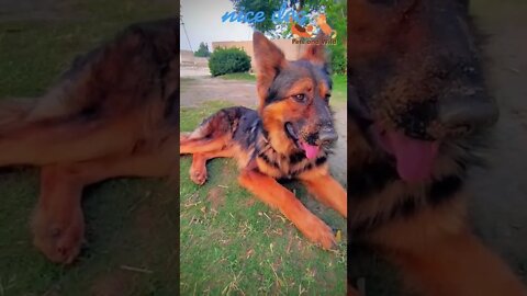 😍dogs of tiktok dogs of 2022 #dogs #dogslife #dogshorts #Petsandwild