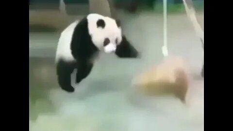 @justfunny8 kung fu panda 4 #funnyshort #funnyvideo #panda #kungfu #funnypanda #short #shortsfeed