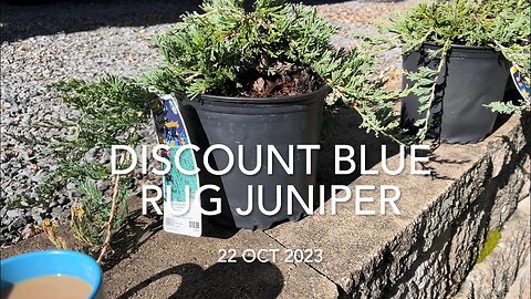 Discount Blue Rug Junipers