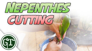Nepenthes Cuttings | Nepenthes Pitcher Plant Care
