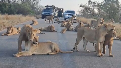 Incredible number of lions cause a huge roadblock