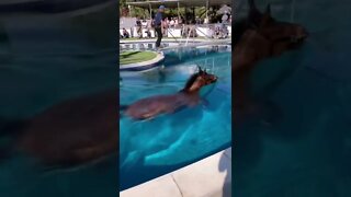 cavalo fazendo aula se natação 😮😮