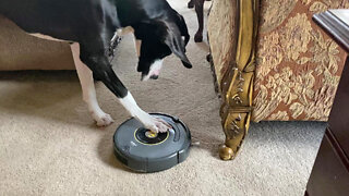 Dog turns robot vacuum off with paws, on with nose