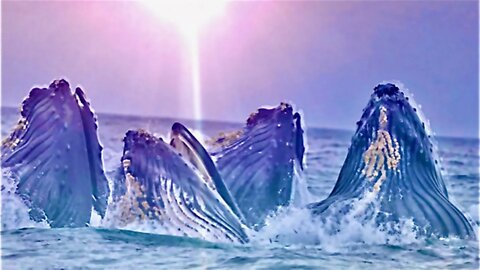 The Whales of Sirius B ~ A Message for Humanity 🌟