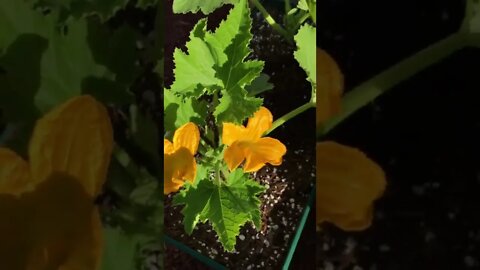 Zucchini Plant Huge Growth - 24 Hours