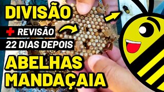 Divisão de Mandaçaia + Revisão e várias dicas de manejo com as abelhas