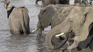 Big Elephant Herd Comes For A Swim