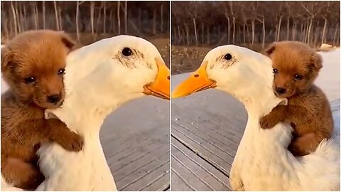 Little puppy with his girlfriend duckling