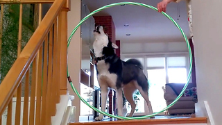 Siberian Husky conquers fear of hula hoops