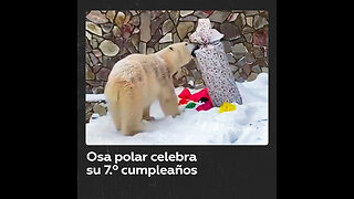 Osa polar celebra su cumpleaños desenvolviendo regalos