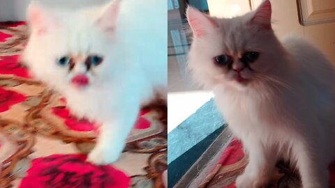 Persian cat video 2022 - long meow kittens meowing loudly cat meows - 🐈 kitten birth Download
