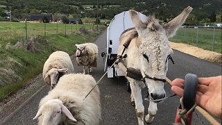 Donkey Powered Dairy Wagon!