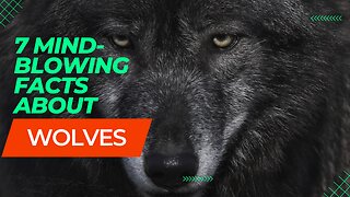 7 Howlingly Awesome Wolf Facts That Will Blow Your Mind!